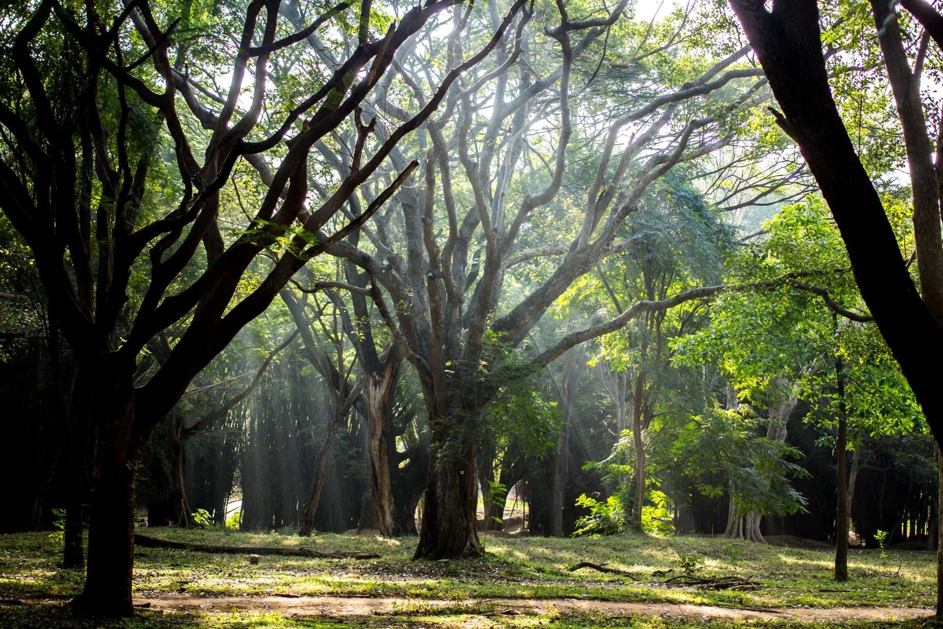 Sri Chamarajendra Park (Cubbon Park)